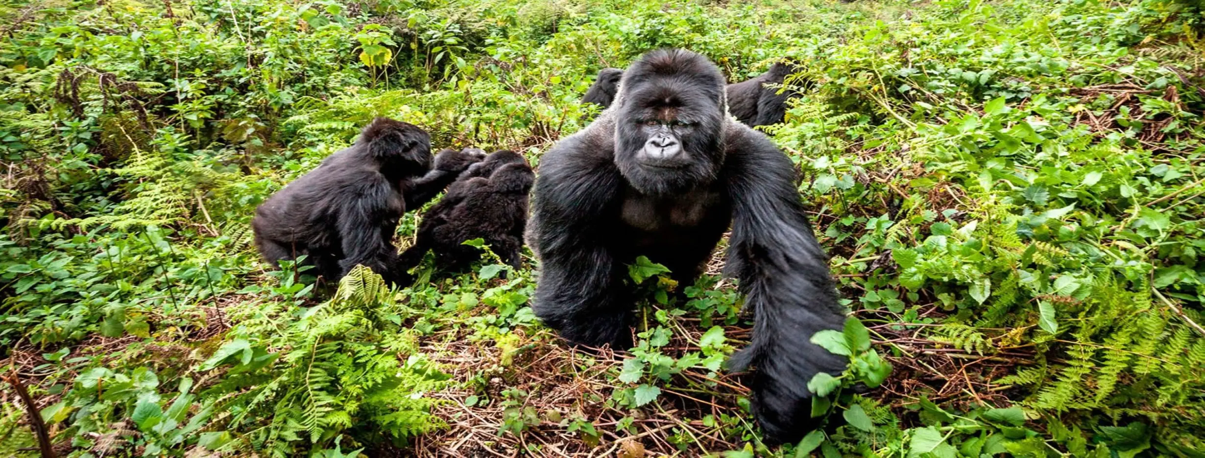 Image for Gorilla Trek